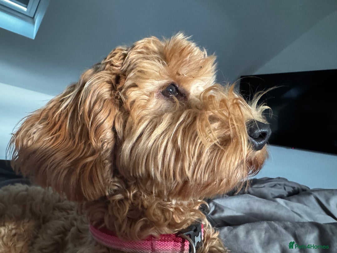 Cockapoo dogs for sale: Cockapoo - Advert 4