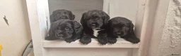 Sprocker dogs for sale: Sprocker puppies in Redruth - Advert 2