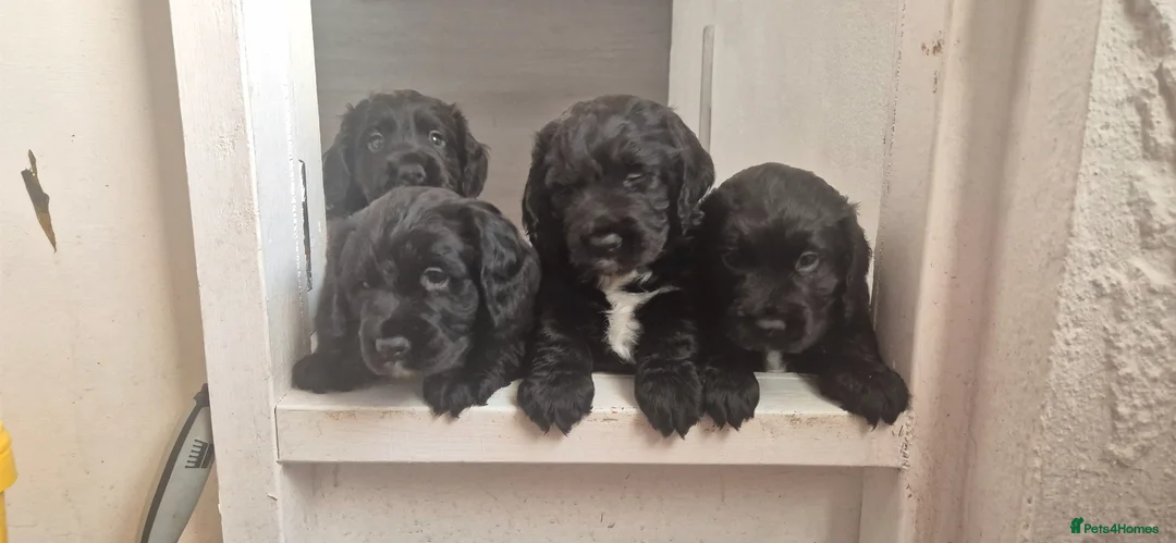 Sprocker dogs for sale: Sprocker puppies in Redruth - Advert 2