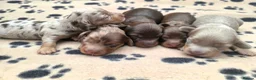 Miniature Dachshund dogs for sale: True Long Hair Minature Dachshunds - Advert 4