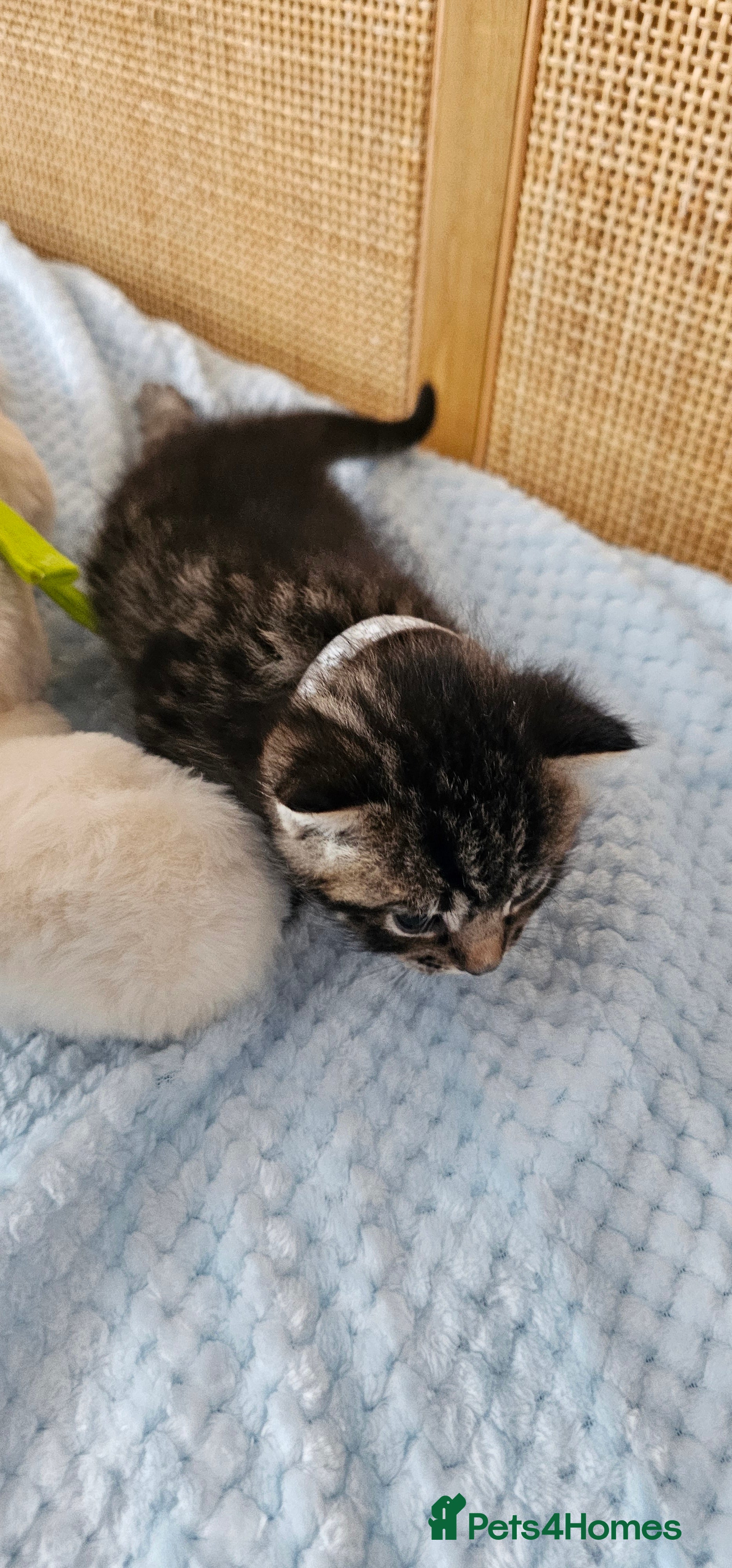 Mixed Breed cats for sale: Beautiful Bengal Mix Kittens - Advert 27