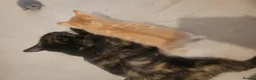 Mixed Breed cats for sale: 4 cute, playful kittens for sale - Advert 1