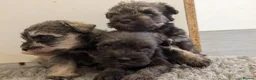 Miniature Schnauzer dogs for sale: KC Health tested Miniature Schnauzer Puppies - Advert 5