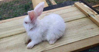 Continental Giant rabbits - Advert 4