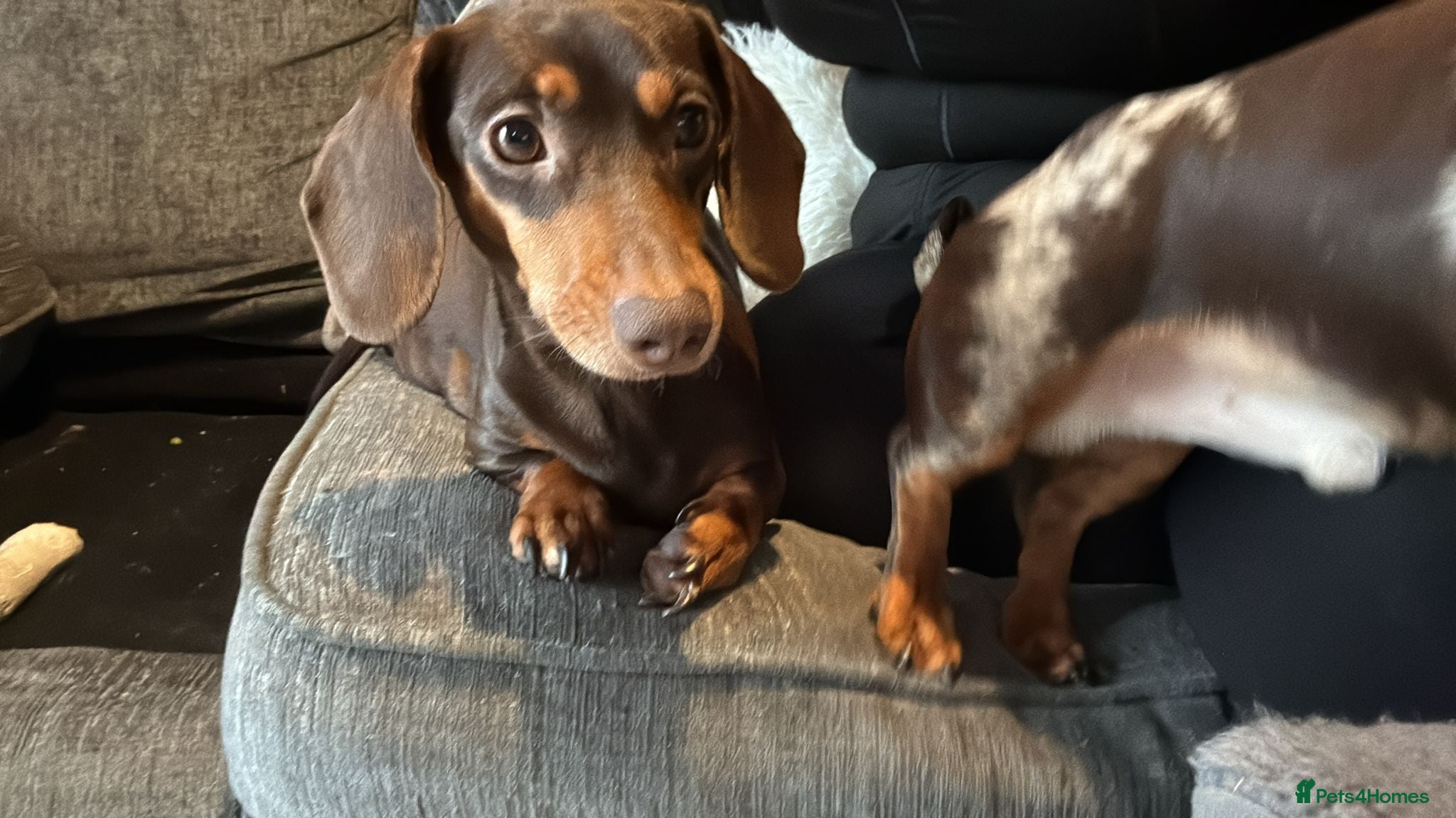 Dachshund dogs Miniature Dashhounds - Advert 8