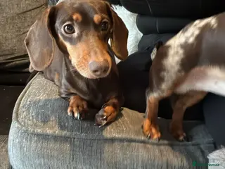 Dachshund dogs Miniature Dashhounds - Advert 8