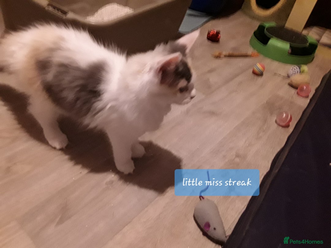 Ragcoon cats for sale: FINAL REDUCTION £300  Stunning, chunky ragcoons  - Image 19