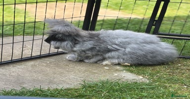 Angora rabbits - Advert 3