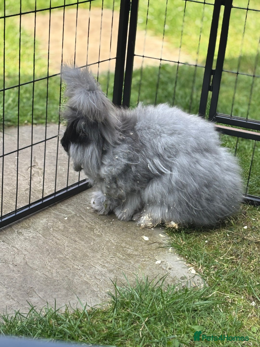 Angora rabbits for sale: female angora ready now  - Image 3