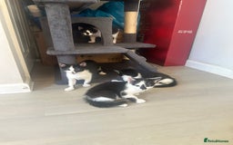 Domestic Shorthair cats for sale: Gorgeous traditional Black and white kittens  - Image 19
