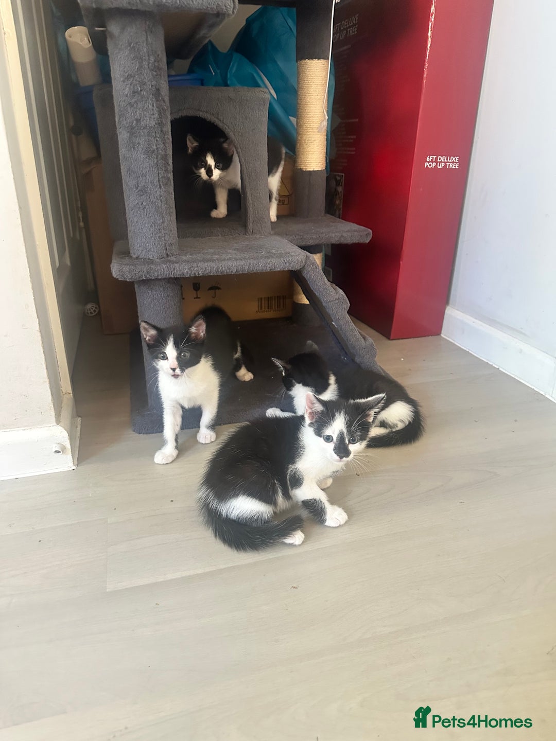 Domestic Shorthair cats for sale: Gorgeous traditional Black and white kittens  - Image 19