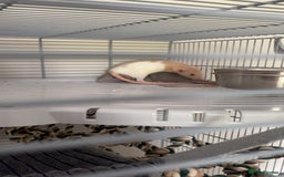 Rat rodents for sale: 2 rats for sale that need a home. - Image 5