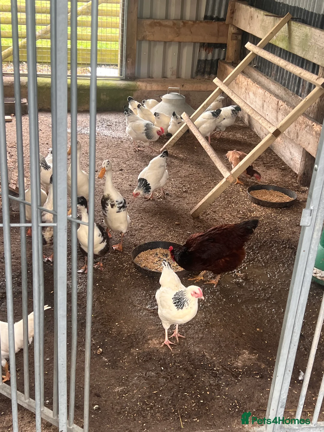 Chickens poultry for sale: Light Sussex and rode highland reds  - Advert 1