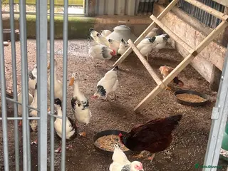 Chickens poultry Light Sussex and rode highland reds - Advert 15