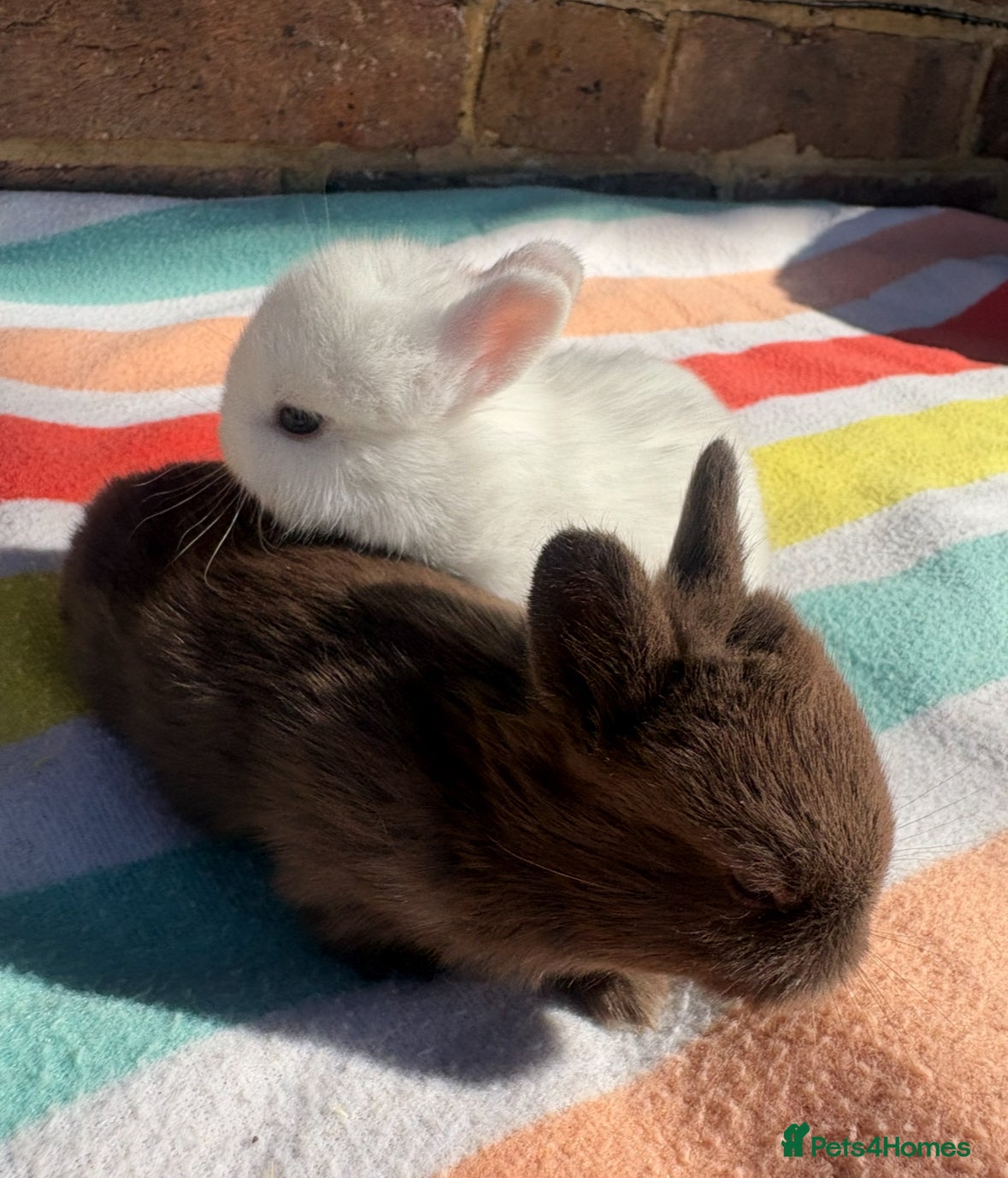 Netherland Dwarf rabbits 5 Sweet Netherland Dwarf bunnies available  - Advert 1