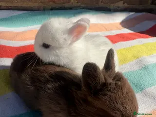 Netherland Dwarf rabbits 5 Sweet Netherland Dwarf bunnies available - Advert 8