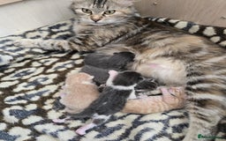 British Longhair cats for sale: 🐈 cat - Image 10