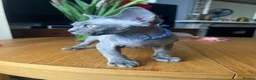 Devon Rex cats for sale: Our beautiful Devon Rex kittens are ready to move  - Advert 2