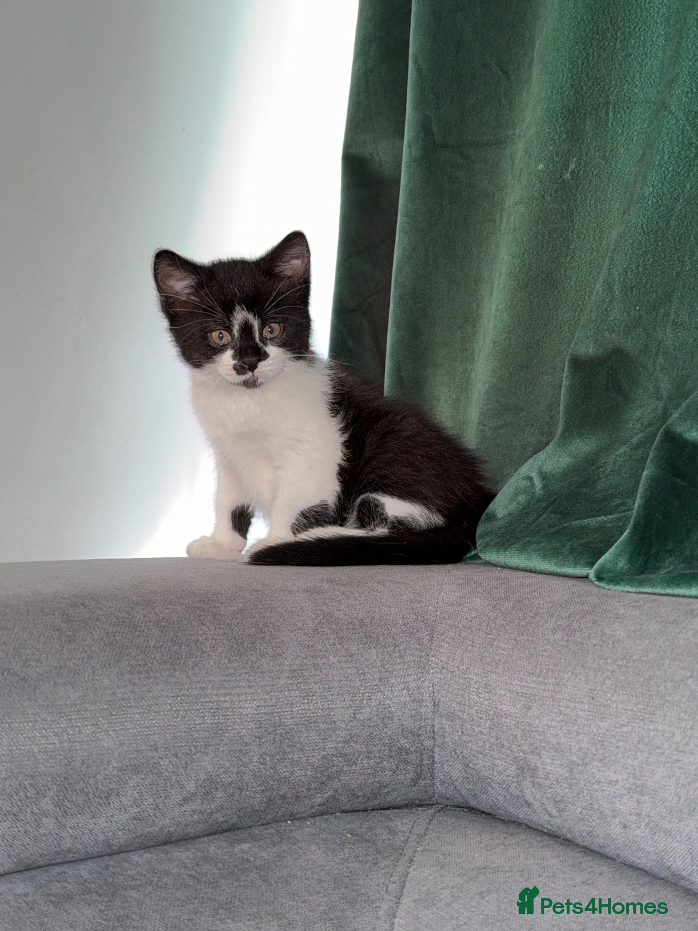 Mixed Breed cats Black & White Kitten for Sale  - Advert 1
