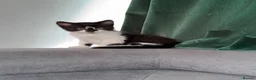 Mixed Breed cats for sale: Black & White Kitten for Sale  - Advert 1