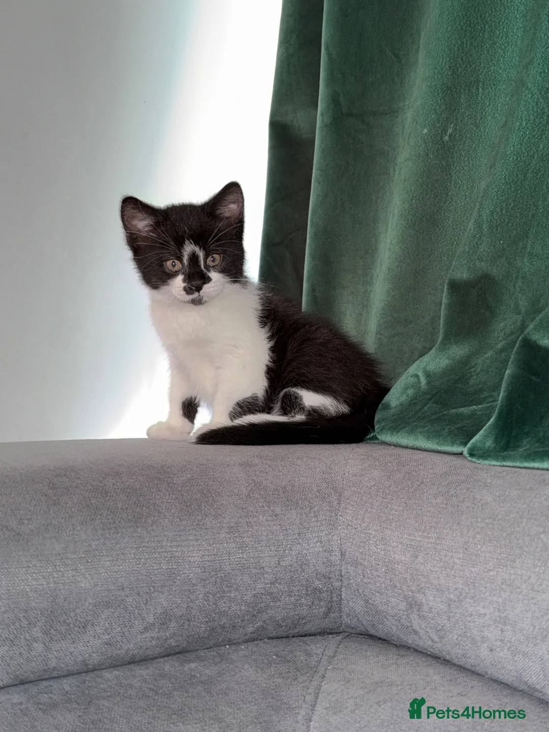 Mixed Breed cats for sale: Black & White Kitten for Sale  - Advert 1