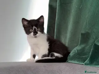 Mixed Breed cats Black & White Kitten for Sale - Advert 1