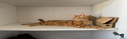 Mixed Breed cats for sale: Tabby Kittens and Ginger - Advert 11