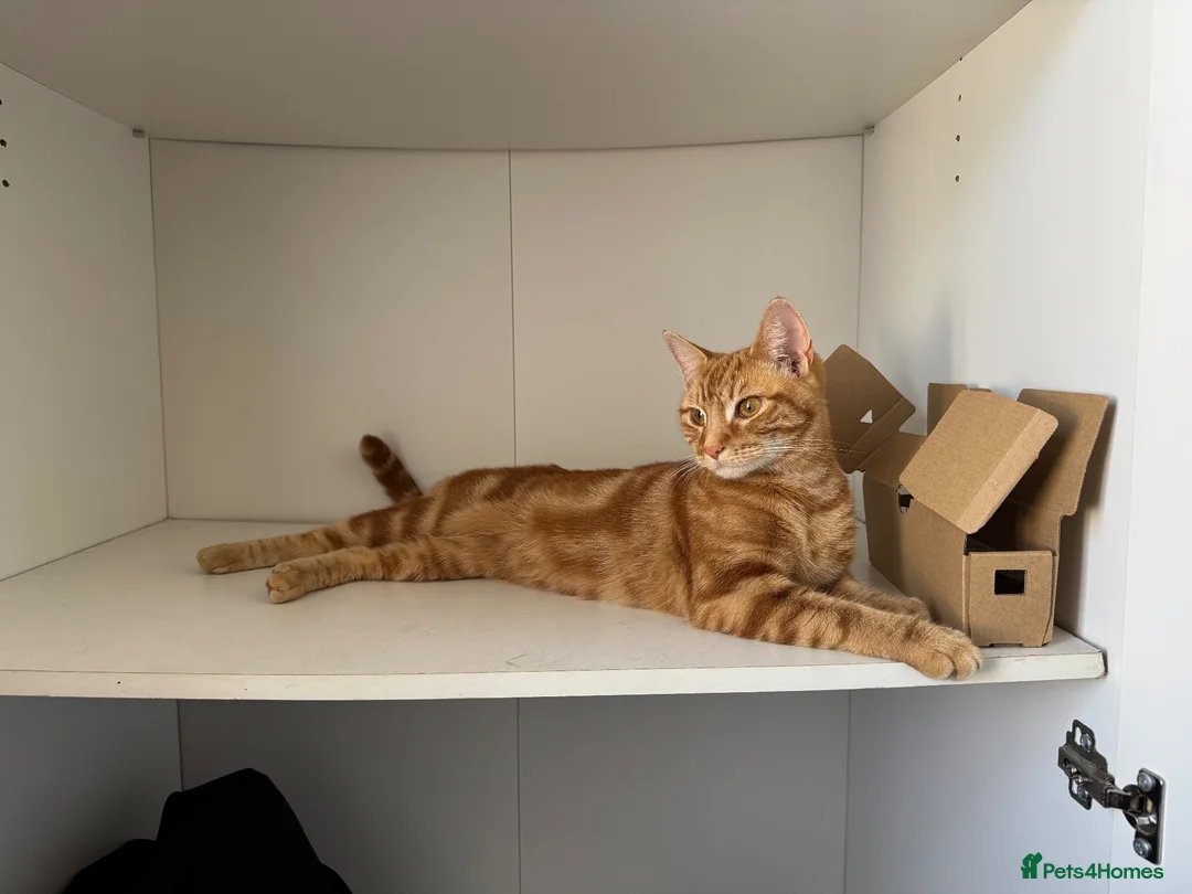 Mixed Breed cats for sale: Tabby Kittens and Ginger - Advert 11