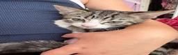 Mixed Breed cats for sale: 6 female kittens  in Reading - Advert 4