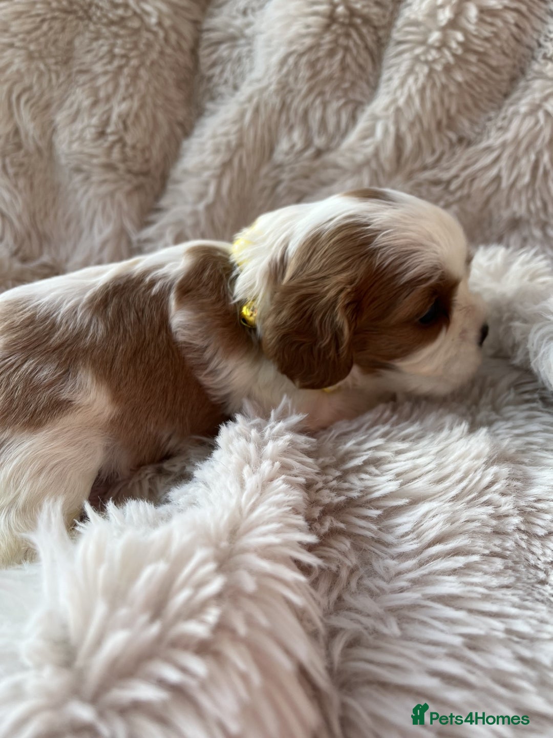 Cavalier King Charles Spaniel dogs for sale: Chocolate Carriers KC Vet Health Checked - Advert 24