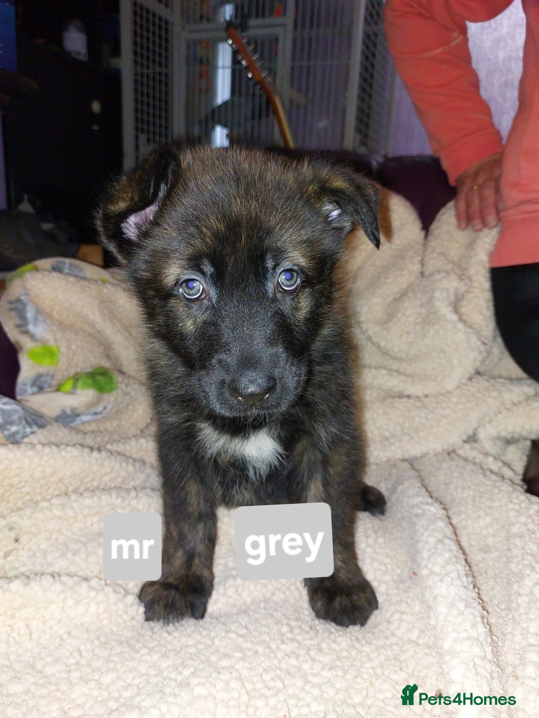 Mixed Breed dogs for sale: German shepherd pups - Advert 3