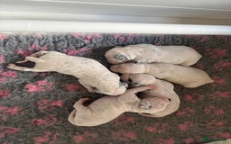 Dalmatian dogs for sale: Malosky Dalmatians  - Image 9