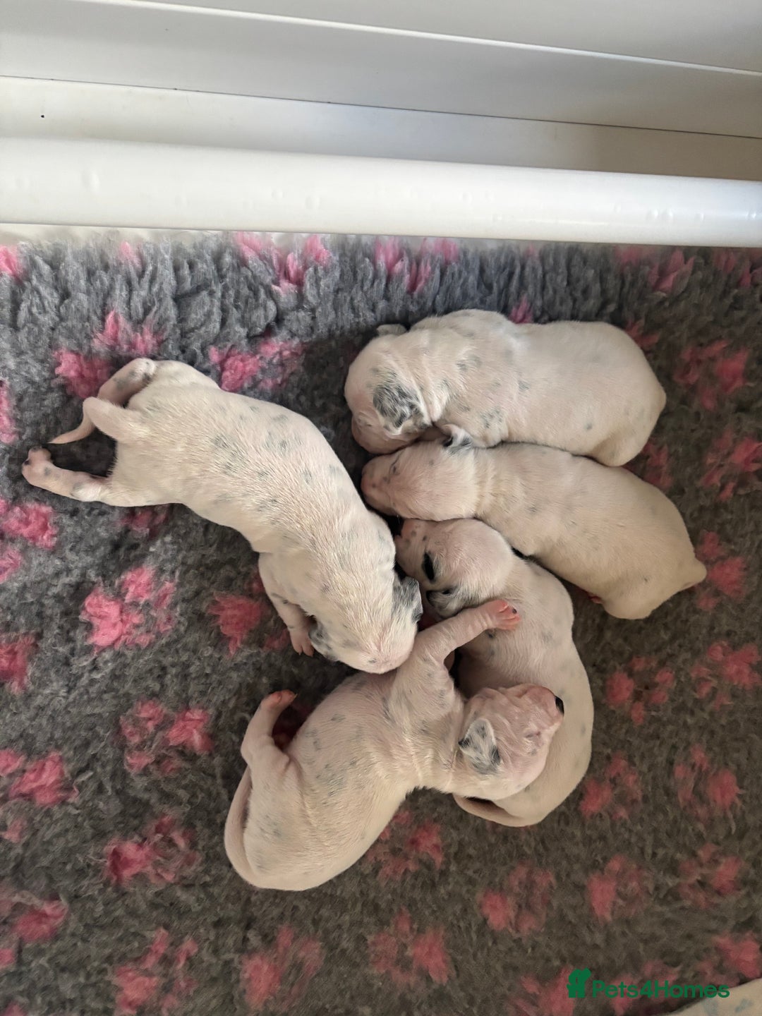 Dalmatian dogs for sale: Malosky Dalmatians  - Image 9