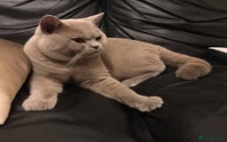 British Shorthair cats for stud: STUD ONLY in Huddersfield - Image 1