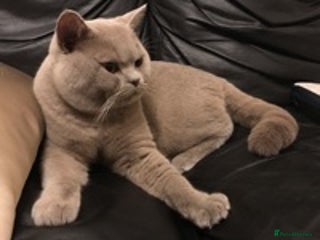 British Shorthair cats in Huddersfield - Advert 9