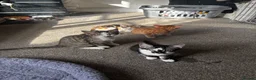 Mixed Breed cats for sale: 5 kittens for sale in St Albans - Advert 13