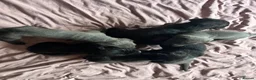 Mixed Breed dogs for sale: Cane corso puppies for sale in Yeovil - Advert 9