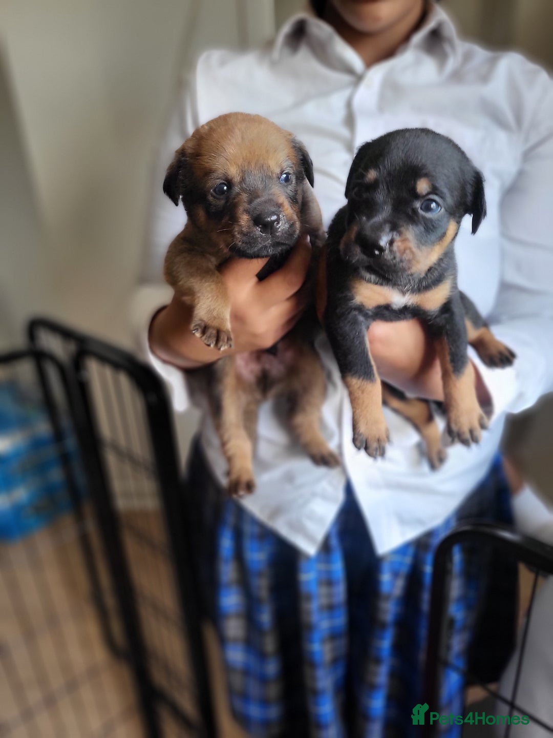 Mixed Breed dogs for sale: Beautiful Ridgeback Staffy x Rottweiler Puppies - Advert 1