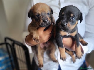 Mixed Breed dogs - Advert 7