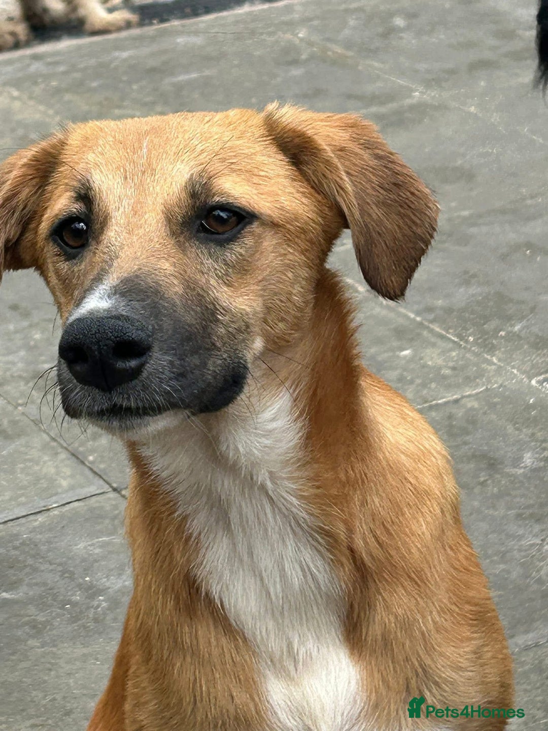 Mixed Breed dogs for adoption: Laska - Norwich Norfolk  - Image 2