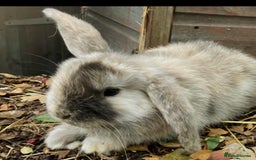 Mini Lop rabbits for sale: Bonded Lops Bunnies  - Image 2