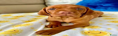 Hungarian Vizsla 2