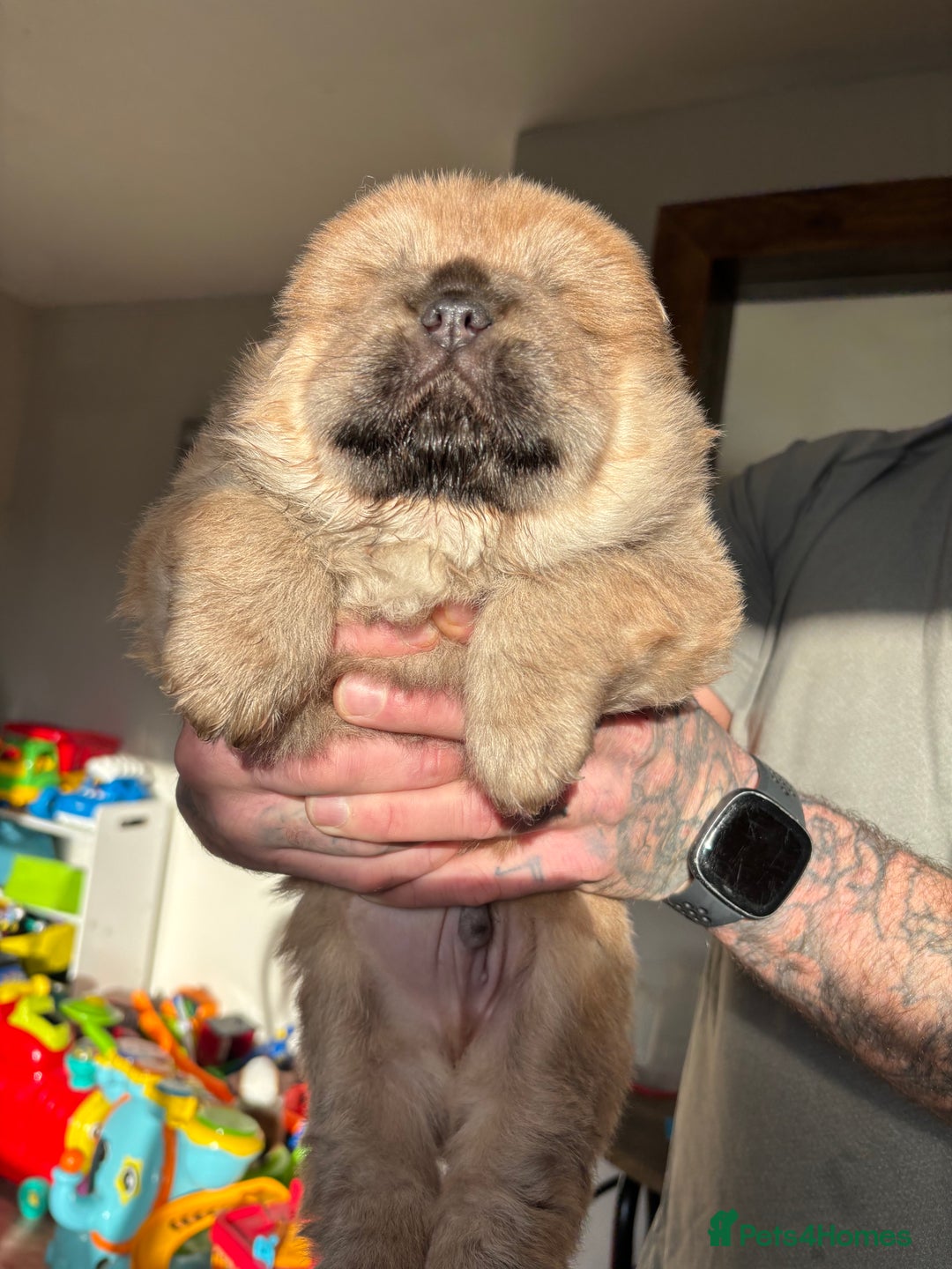 Chow Chow dogs for sale: chow chow puppy’s ready in 12 days  - Advert 3