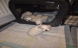 Bichon Frise dogs for sale: 4 boys and 1 girl. - Image 9
