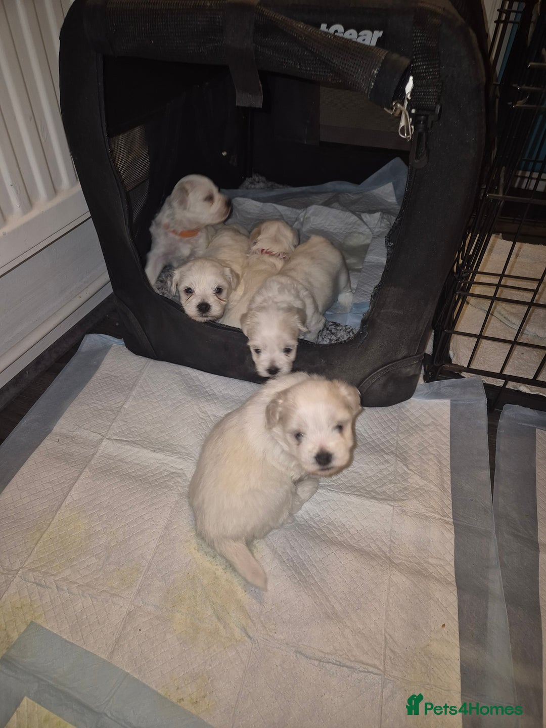 Bichon Frise dogs for sale: 4 boys and 1 girl. - Image 9
