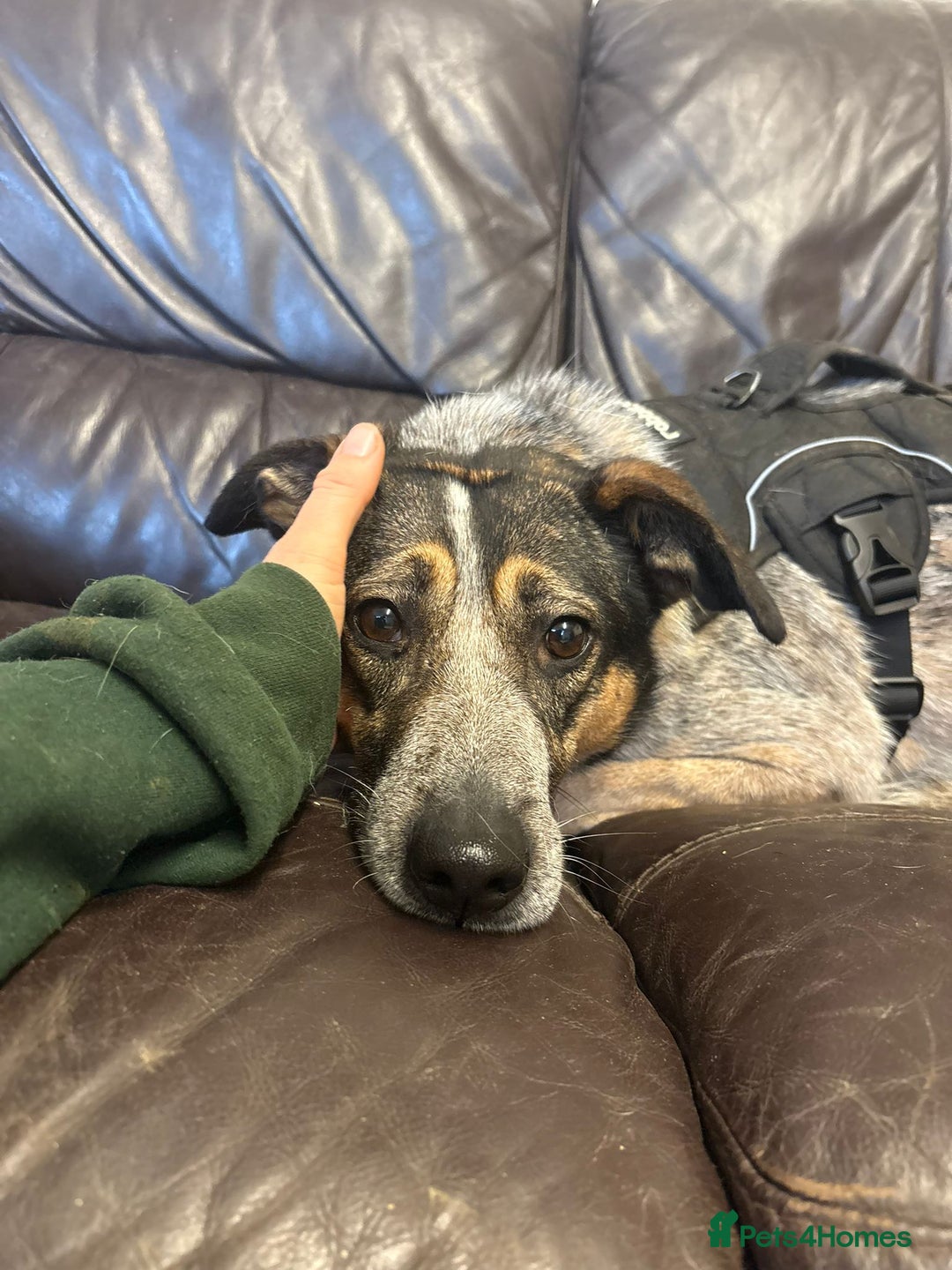 Mixed Breed dogs for adoption: Sweet Cindy 💖 Shy, Clever & Learning to Trust - Advert 7