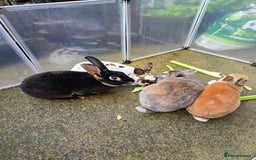 Rex rabbits for sale: Various rex rabbits for rehoming available now - Image 4