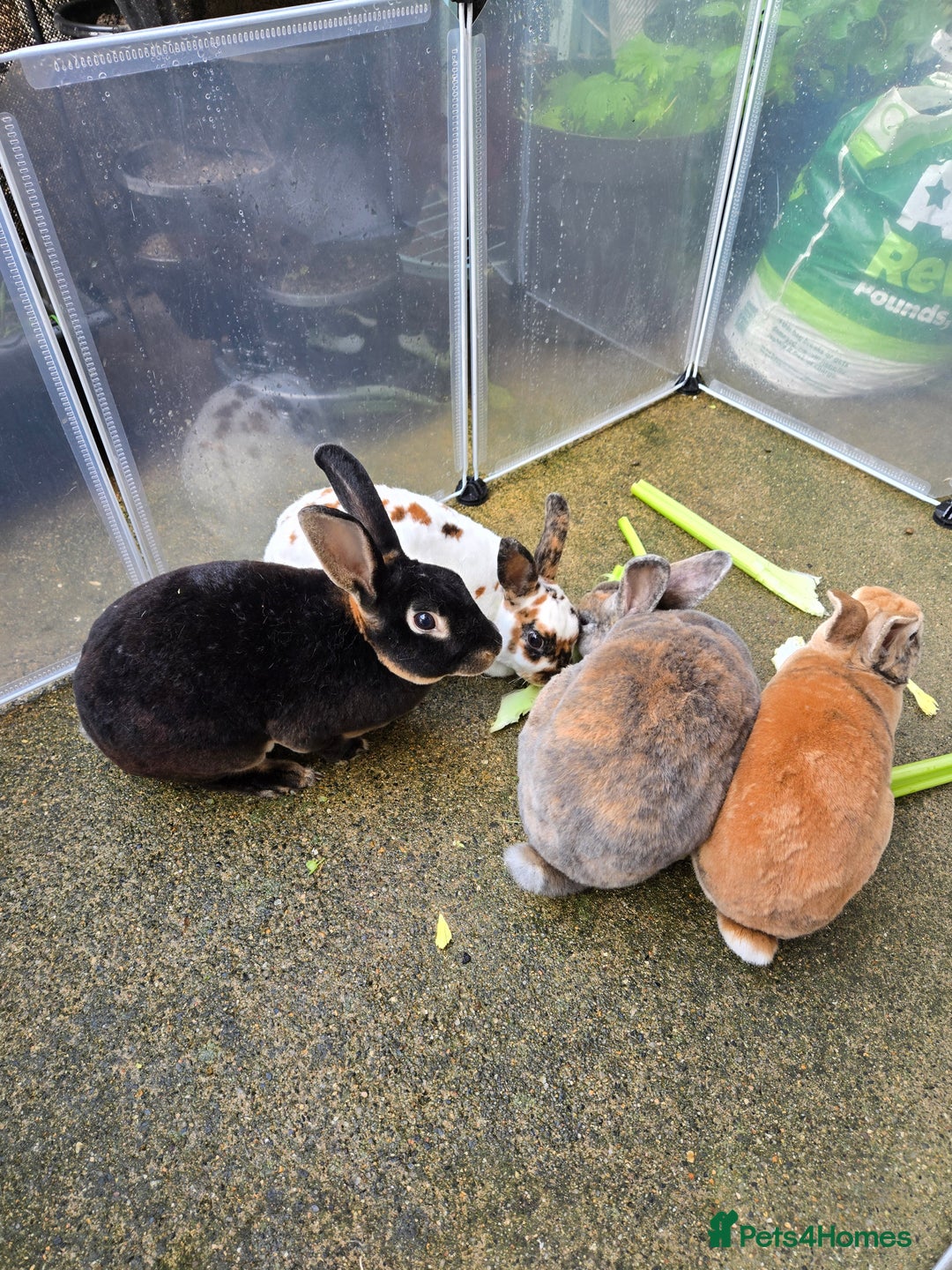 Rex rabbits for sale: Various rex rabbits for rehoming available now - Image 4