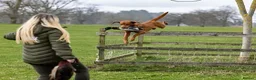 Labrador Retriever dogs for sale: Gorgeous KC Registered Fox Red Labradors  - Advert 6