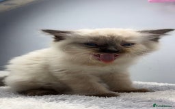 Ragdoll cats for sale: 💙Seal Point Ragdoll × Siberian Boy 💙 - Image 2